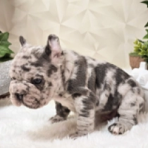 Mike, blue tan merle bigrope French Bulldog for sale