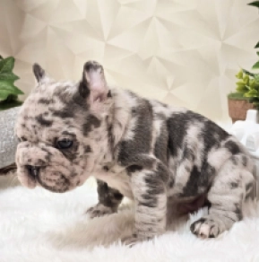 French Bulldog puppy for sale