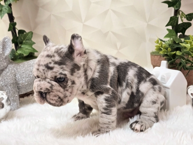 French Bulldog puppy for sale