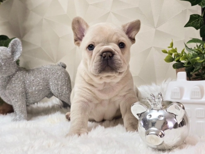 French Bulldog puppy for sale