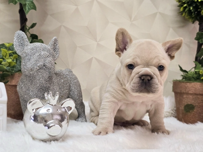 French Bulldog puppy for sale