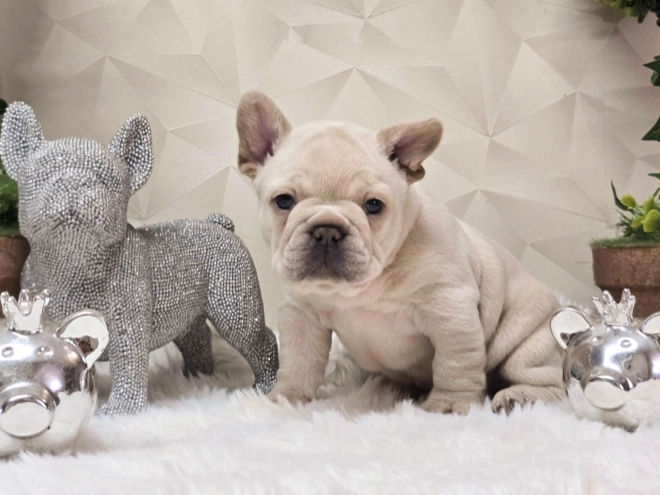 French Bulldog puppy for sale