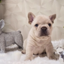 Lino, izabella French Bulldog for sale