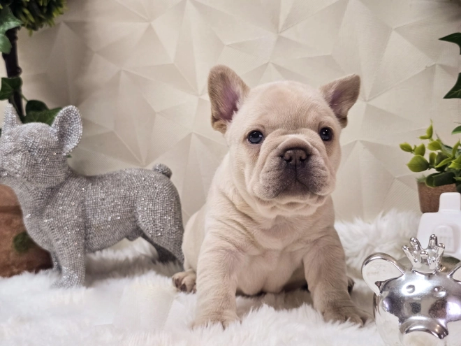 French Bulldog puppy for sale