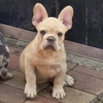 Lino, izabella French Bulldog for sale