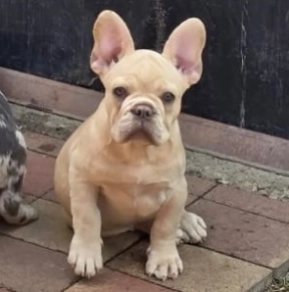 French Bulldog puppy for sale