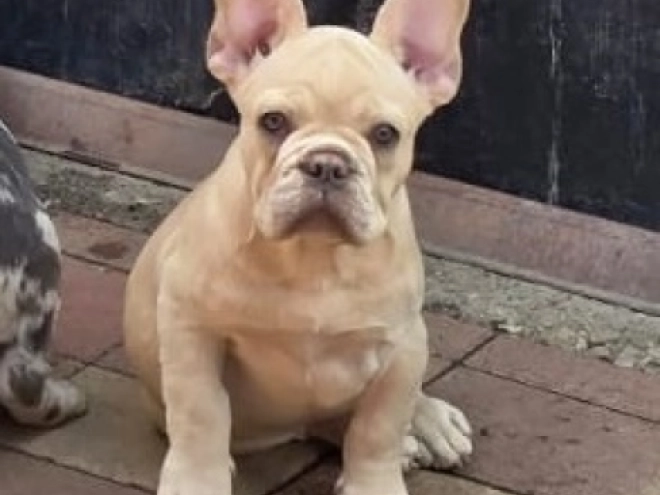 French Bulldog puppy for sale