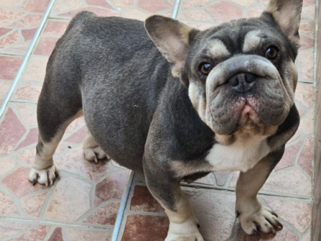 French Bulldog puppy for sale