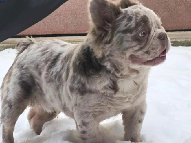 French Bulldog puppy for sale