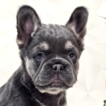Angel, blue and tan fluffy French Bulldog for sale