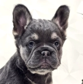 French Bulldog puppy for sale