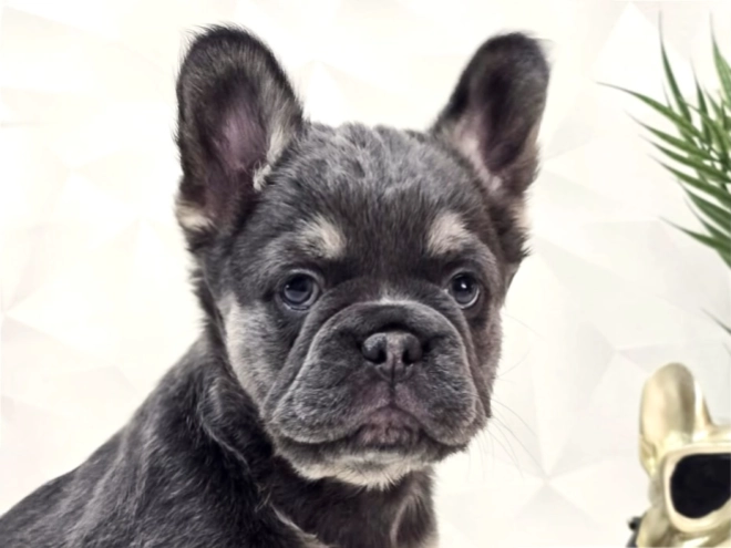 French Bulldog puppy for sale