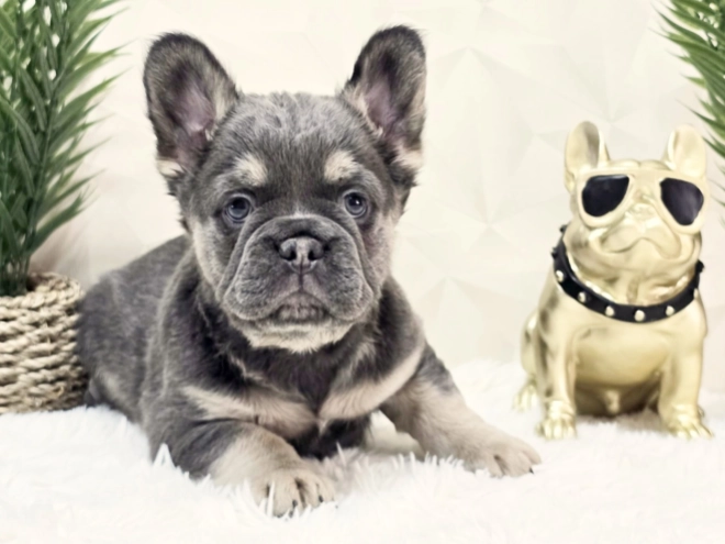 French Bulldog puppy for sale