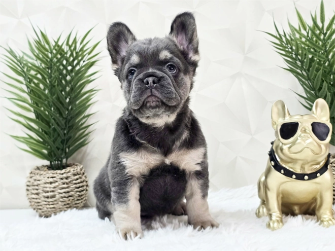 French Bulldog puppy for sale