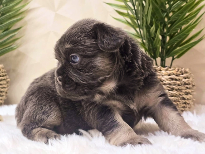 French Bulldog puppy for sale