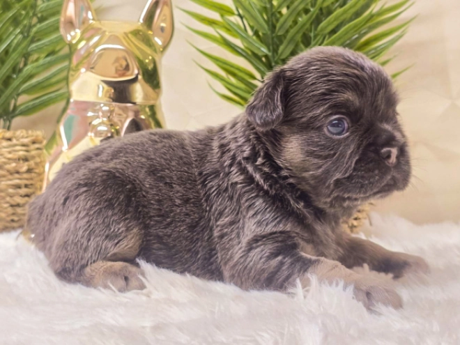 French Bulldog puppy for sale