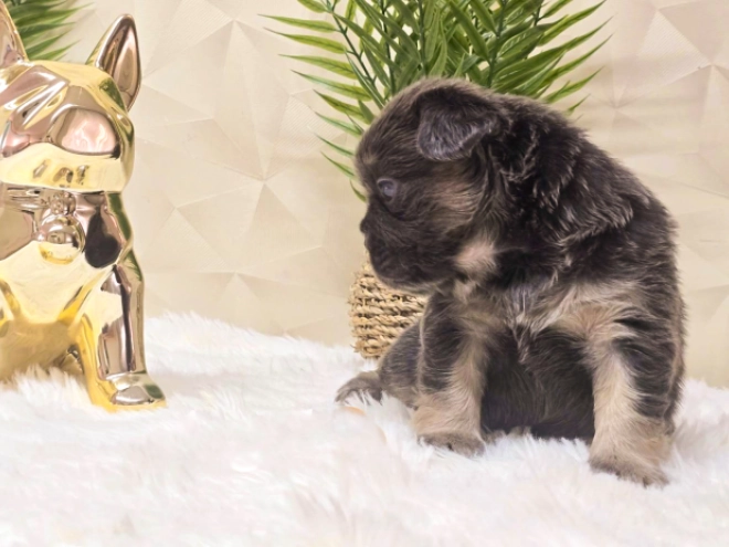 French Bulldog puppy for sale