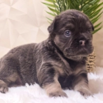 Angel, blue and tan fluffy French Bulldog for sale