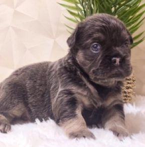 French Bulldog puppy for sale