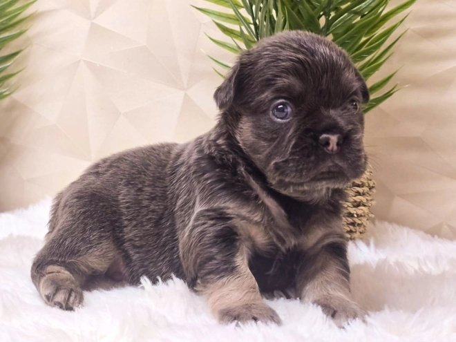 French Bulldog puppy for sale