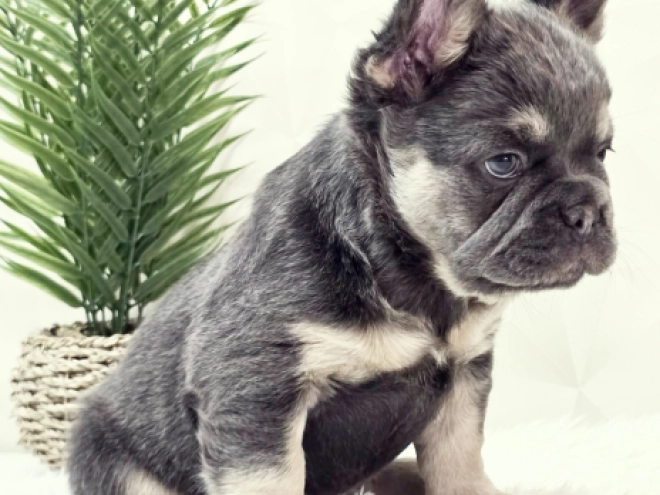 French Bulldog puppy for sale