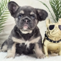Lola, blue and tan fluffy French Bulldog for sale