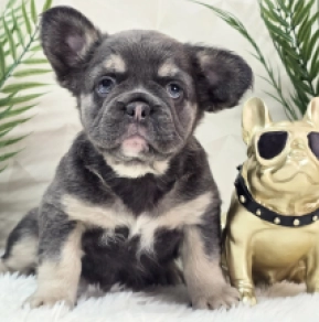 French Bulldog puppy for sale