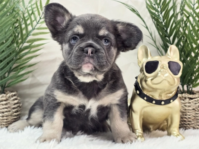 French Bulldog puppy for sale