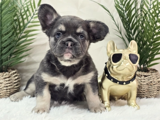 French Bulldog puppy for sale