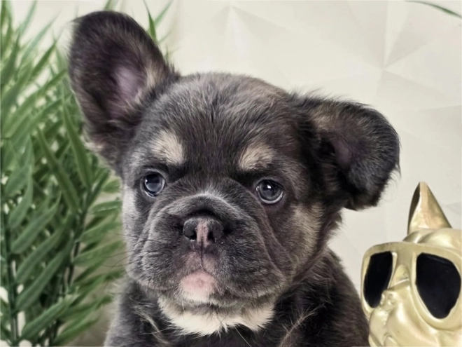 French Bulldog puppy for sale