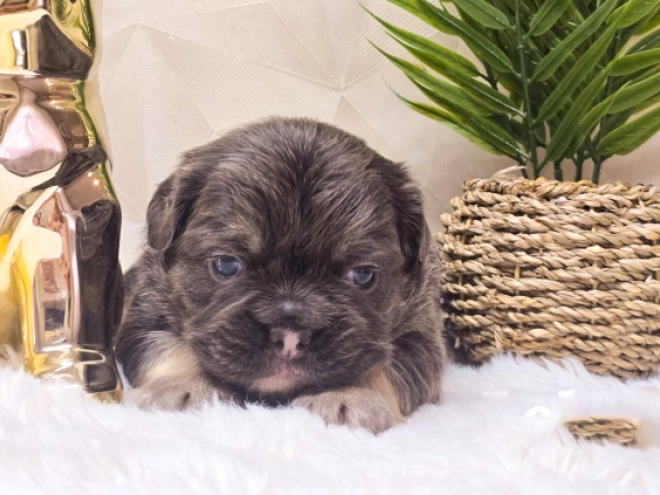French Bulldog puppy for sale