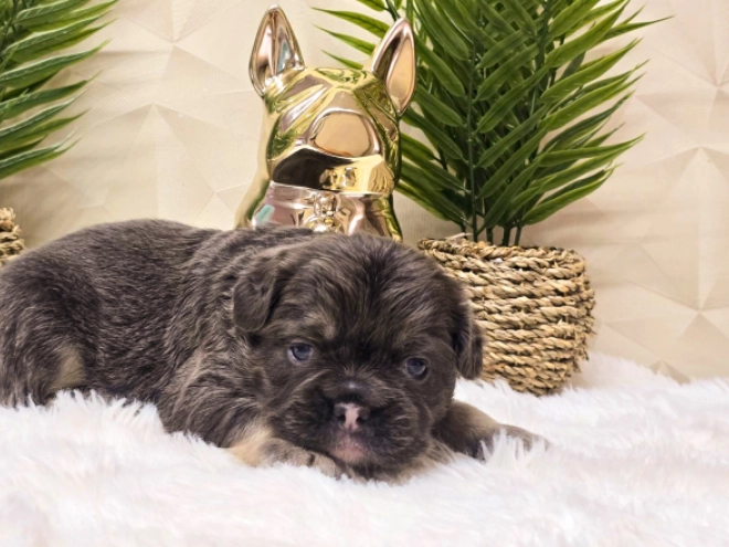 French Bulldog puppy for sale