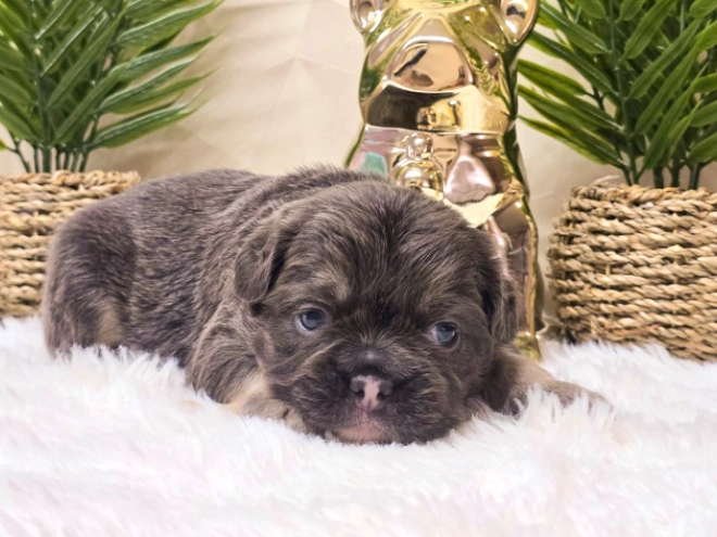French Bulldog puppy for sale