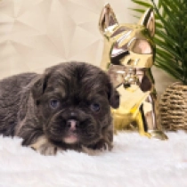 Lola, blue and tan fluffy French Bulldog for sale