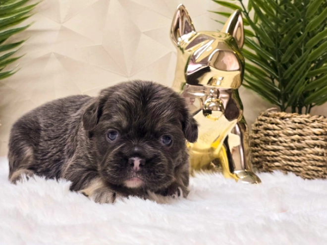 French Bulldog puppy for sale