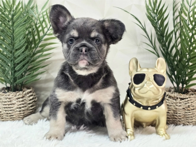 French Bulldog puppy for sale