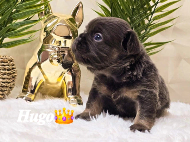 French Bulldog puppy for sale