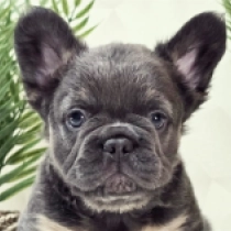 Hugo, blue and tan fluffy Französische Bulldogge Welpen kaufen