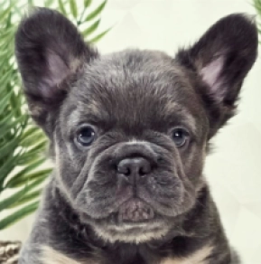 Französische Bulldogge Welpe kaufen