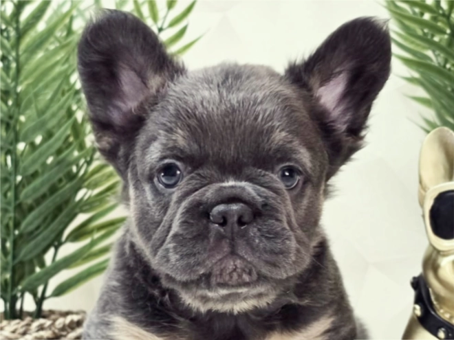 French Bulldog puppy for sale