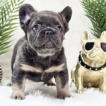 Hugo, blue and tan fluffy French Bulldog for sale