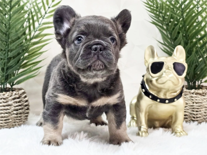 French Bulldog puppy for sale