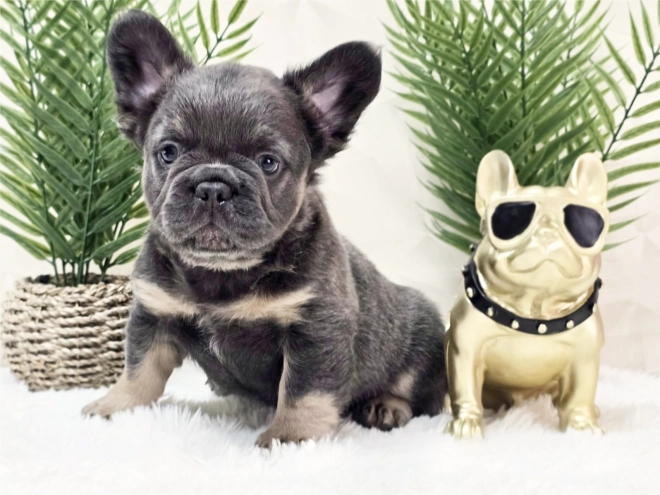 French Bulldog puppy for sale