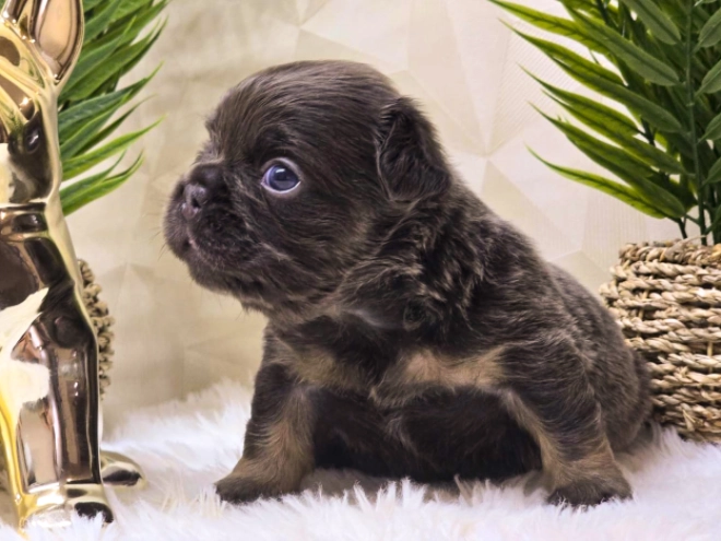 French Bulldog puppy for sale