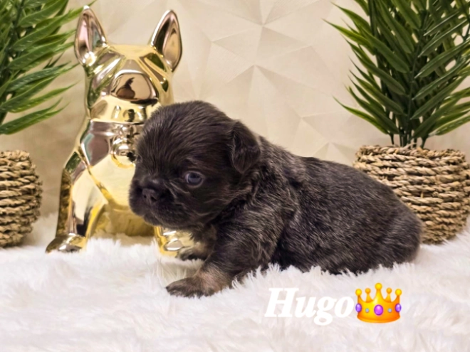 French Bulldog puppy for sale