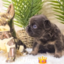 Hugo, blue and tan fluffy French Bulldog for sale