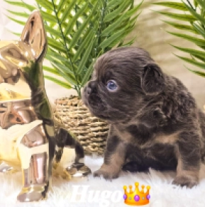 French Bulldog puppy for sale