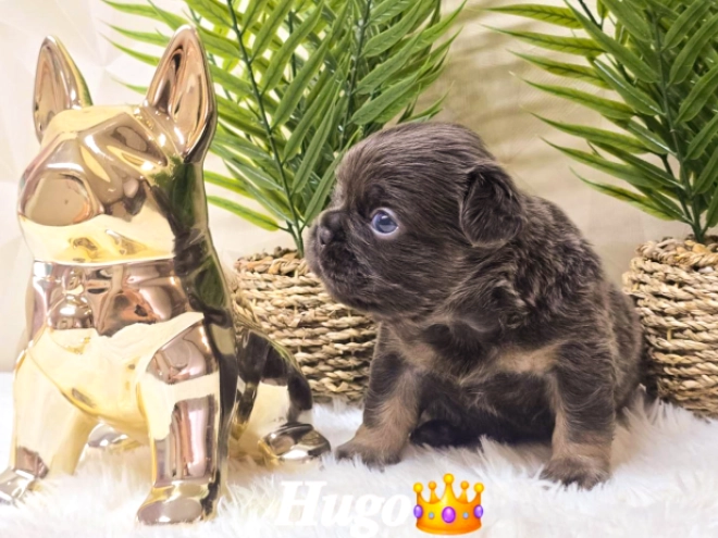 French Bulldog puppy for sale