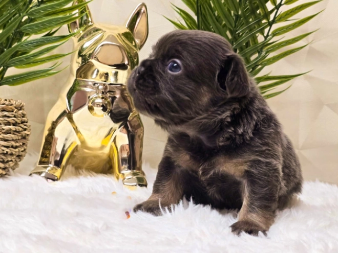 French Bulldog puppy for sale