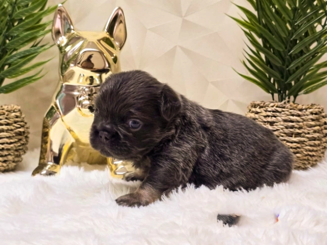 French Bulldog puppy for sale